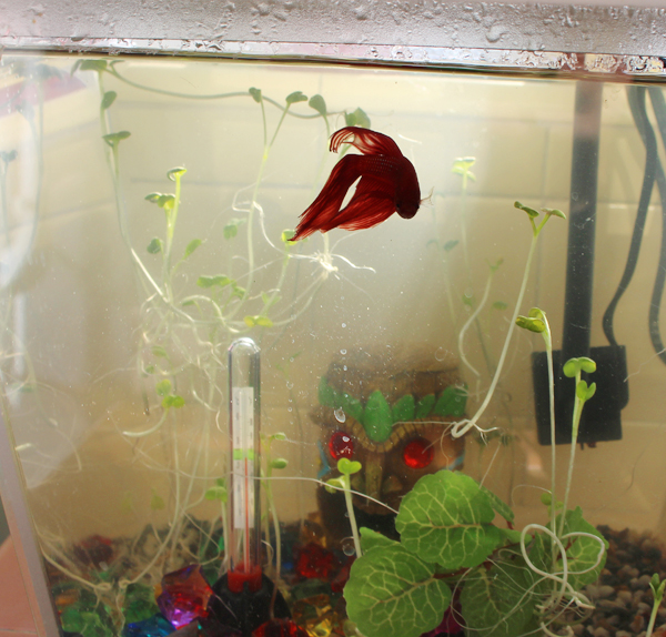 Growing Our Own Food with the AquaFarm Fish Tank Ever Clever Mom